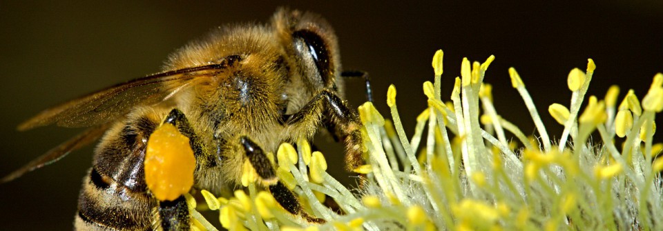 Biohof Lautemann – Organisch-biologische Landwirtschaft