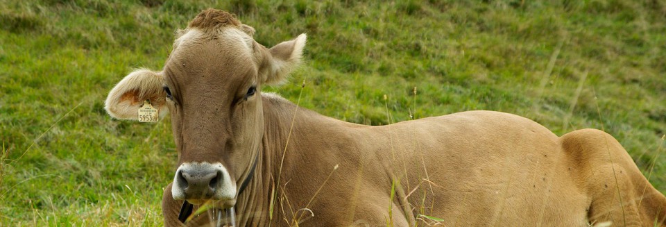 Biohof Lautemann – Organisch-biologische Landwirtschaft