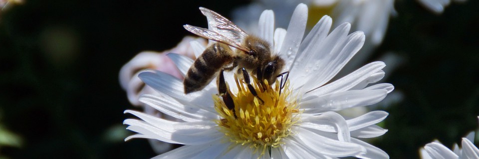 Biohof Lautemann – Organisch-biologische Landwirtschaft
