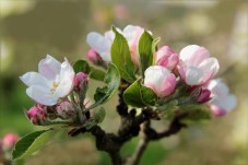 Obstblüte